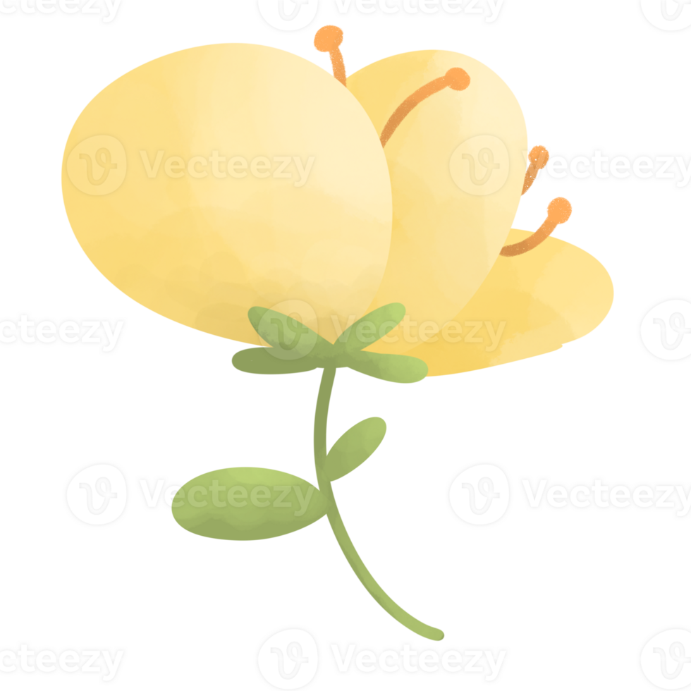 flowering plants, blooming flowers png