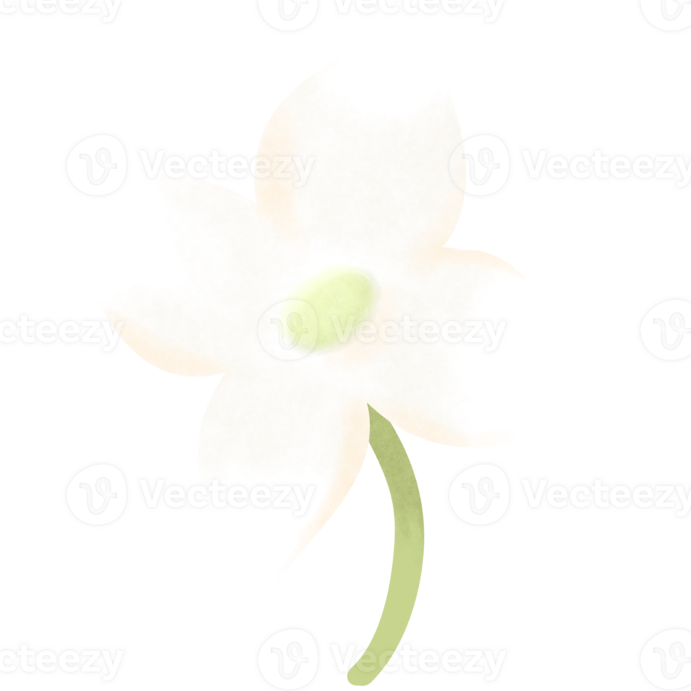 flowering plants, blooming flowers png