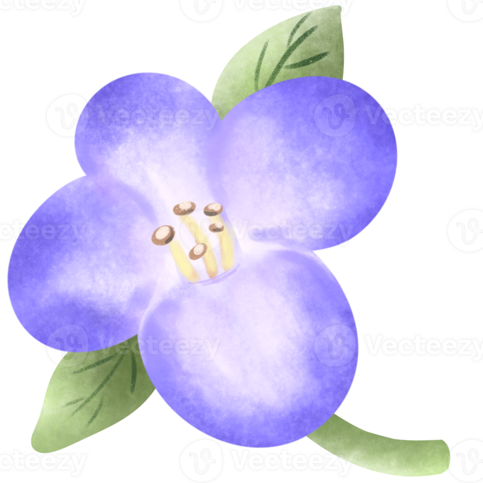 flowering plants, blooming flowers png