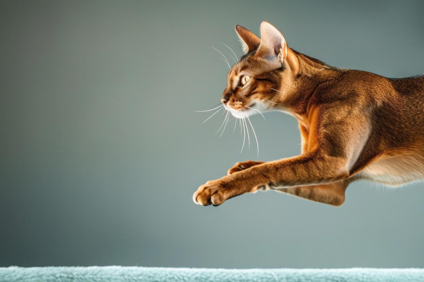 A sleek and agile Abyssinian cat leaping gracefully through the air, its fur shimmering with golden highlights photo