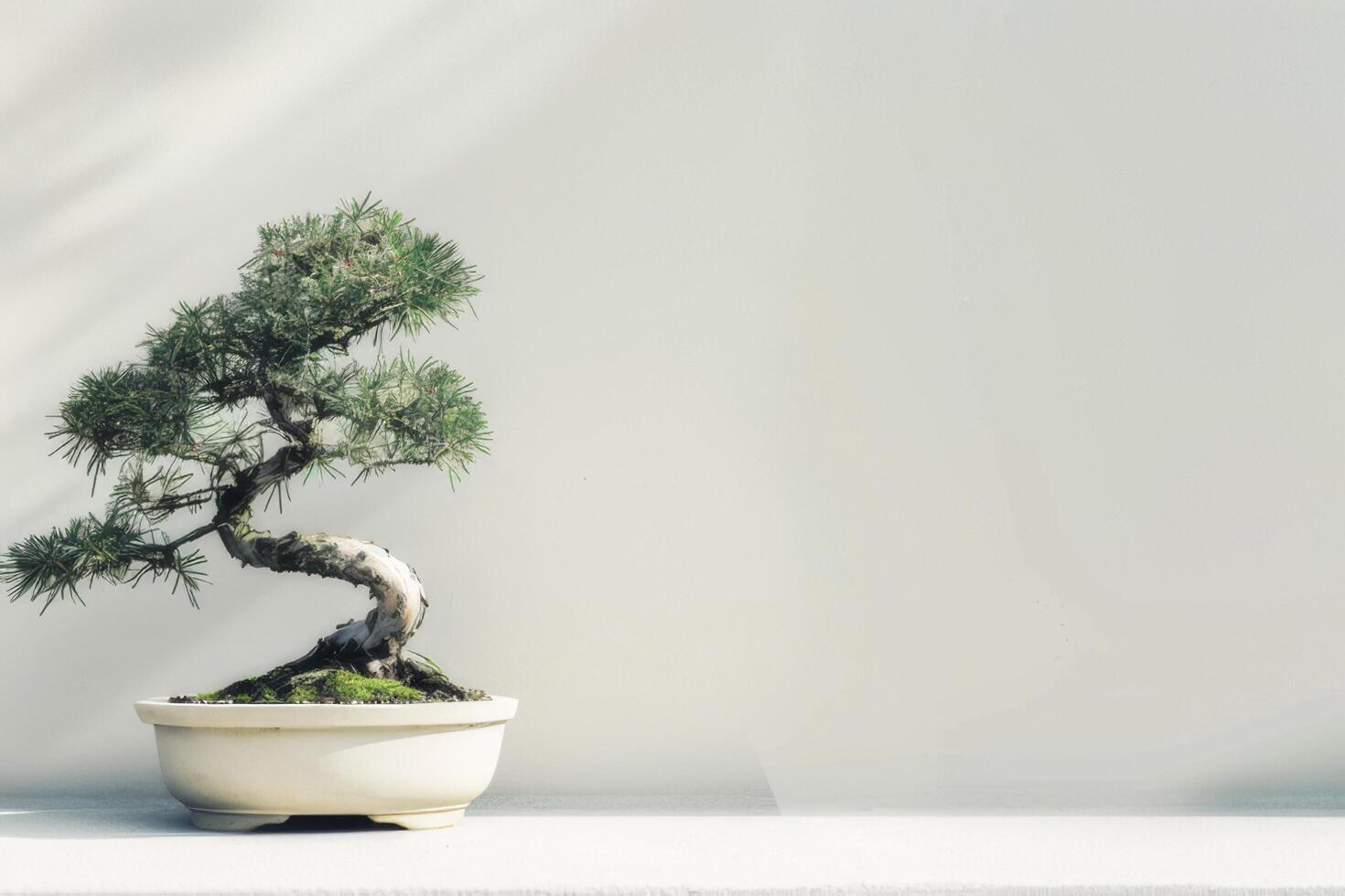 un bonsai árbol plantado en un limpio, minimalista maceta. foto