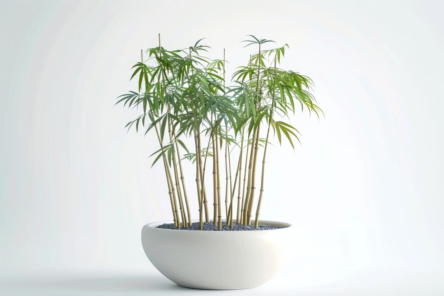 un soltero bambú planta pulcramente plantado en un sencillo envase. foto
