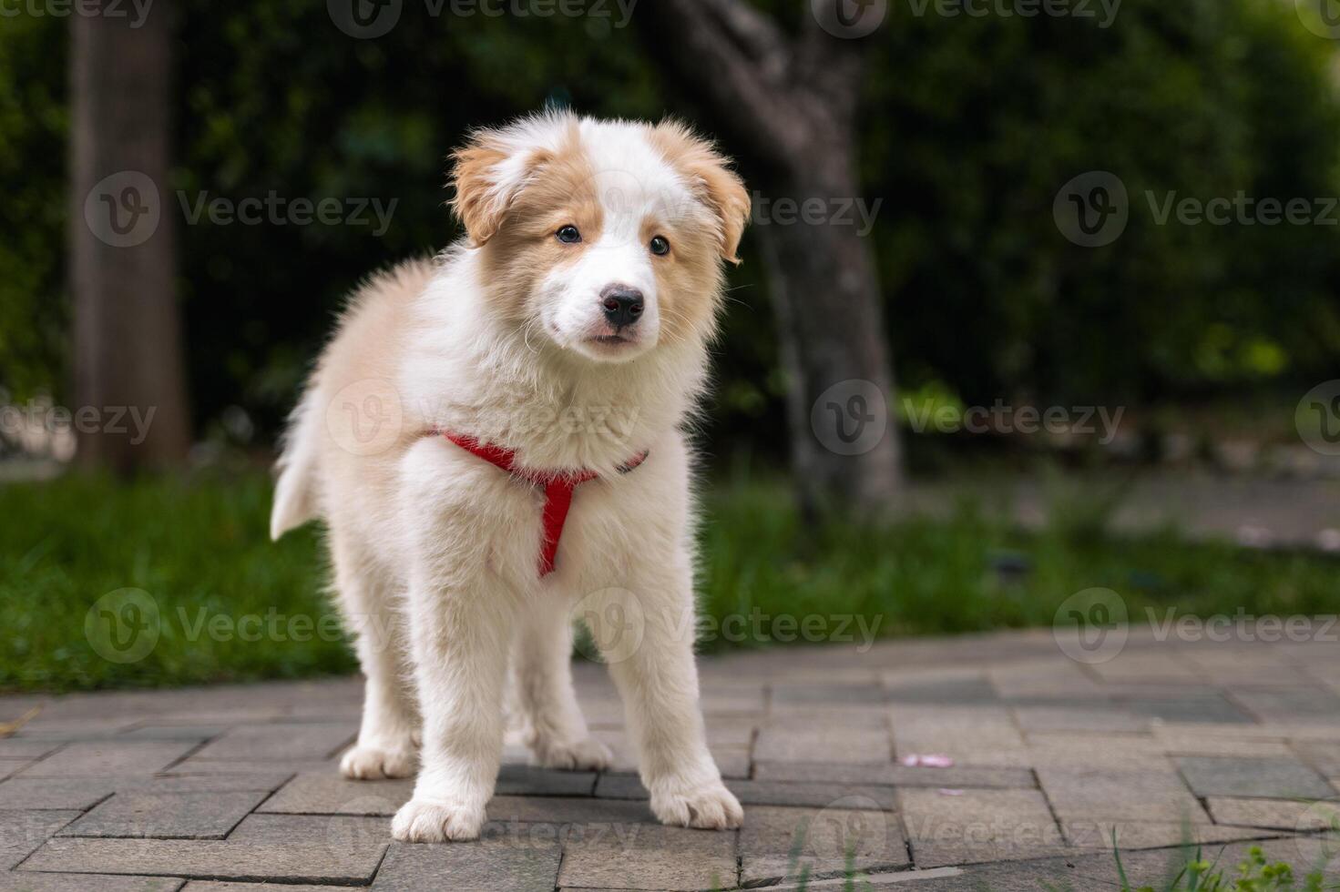 a white and brown dog with a red collar standing on a brick path photo