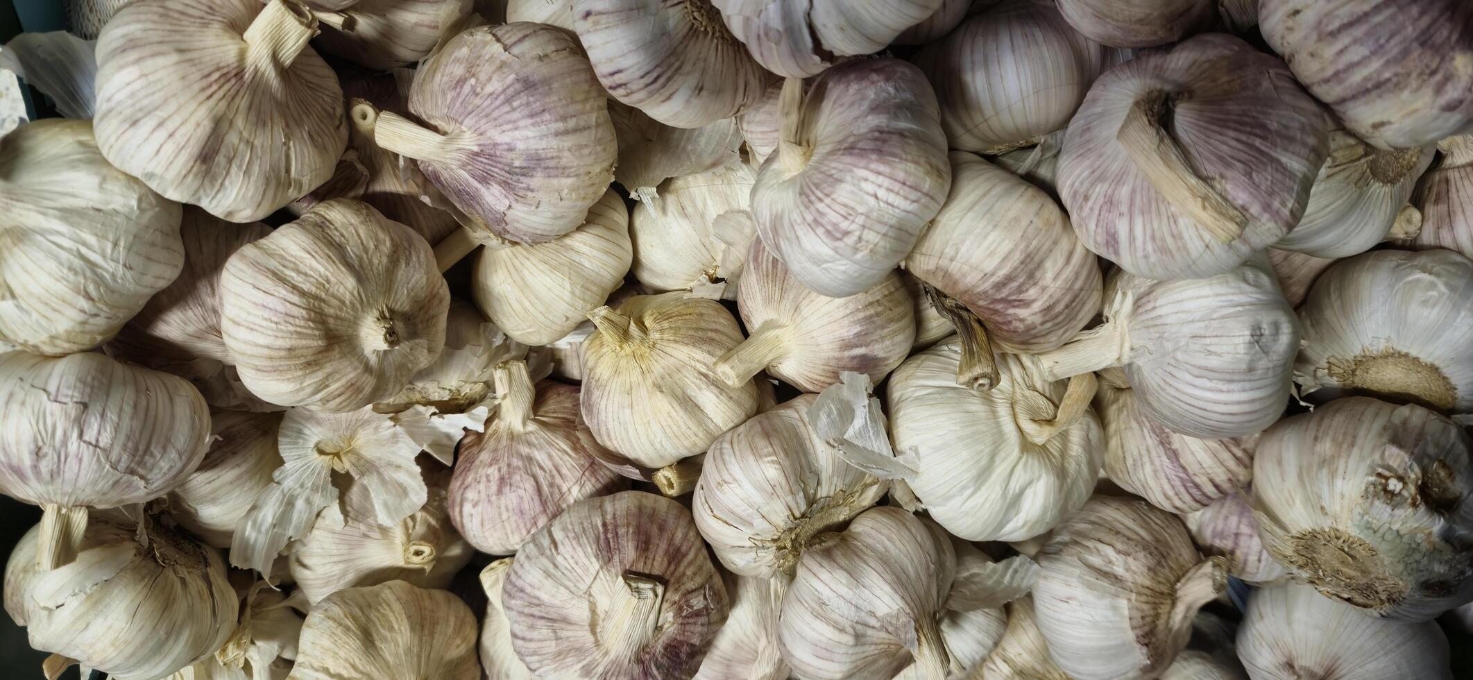 close up of garlic photo
