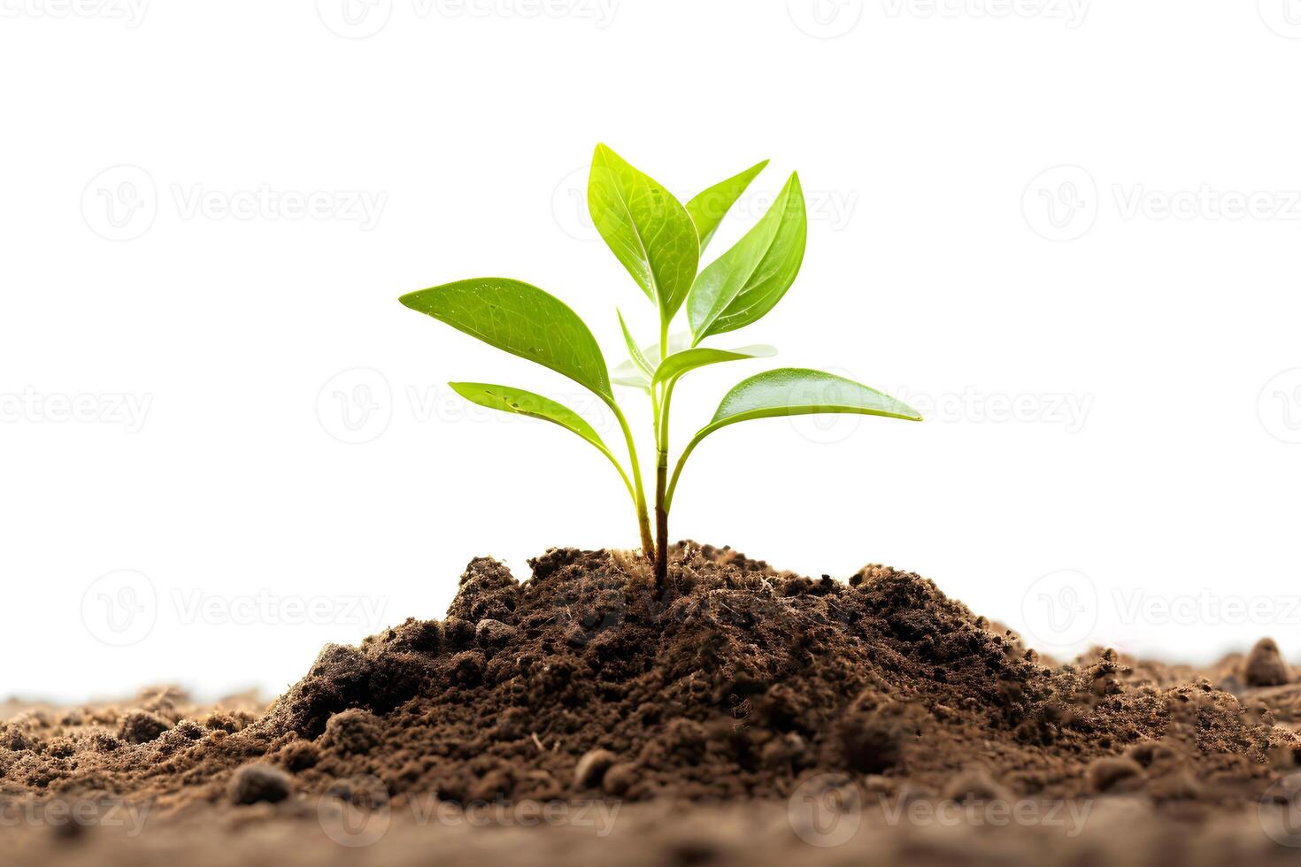 young sprout growing in the soil, photo