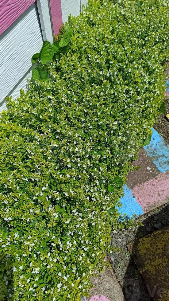 un verde planta con blanco flores en hormigón antecedentes. foto