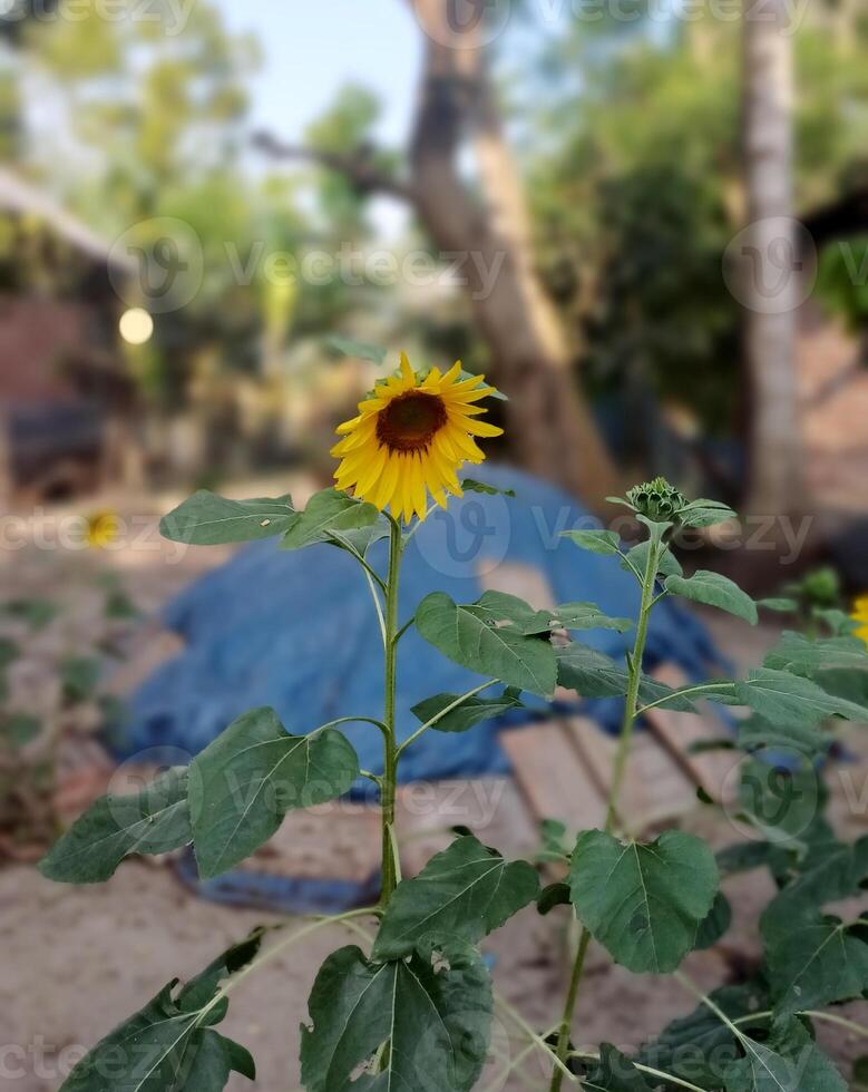 a sunflower growing in a dirt field photo