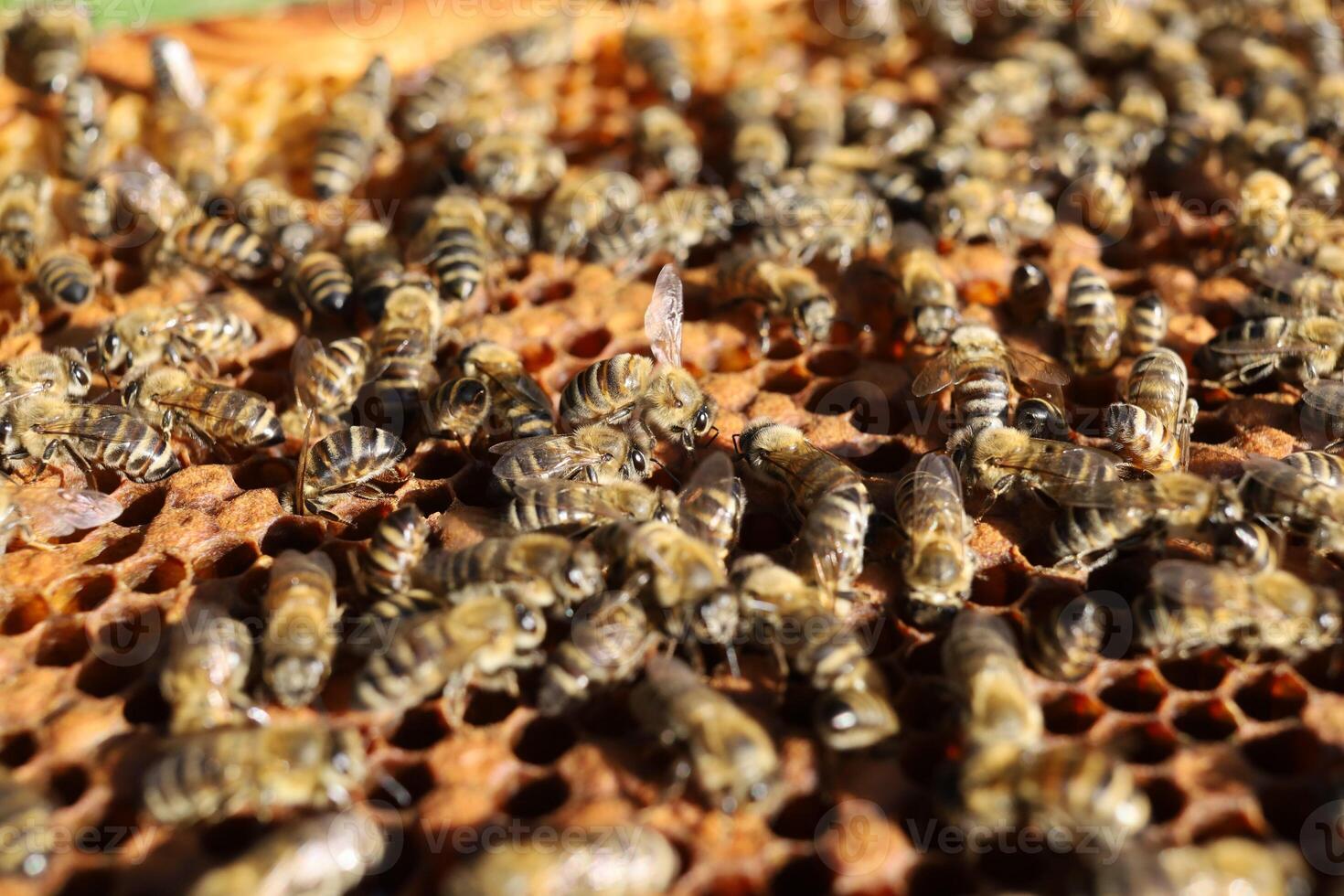 Bees on a frame with honeycombs photo
