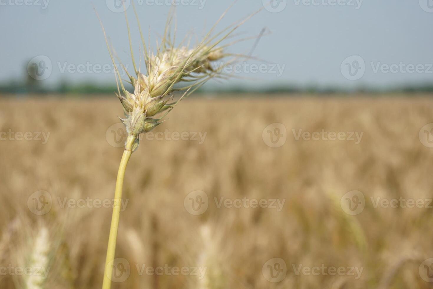 a field of wheat is shown in the distance photo