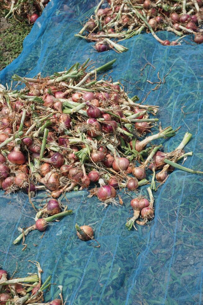 a field of onions with no leaves in the middle of the field photo