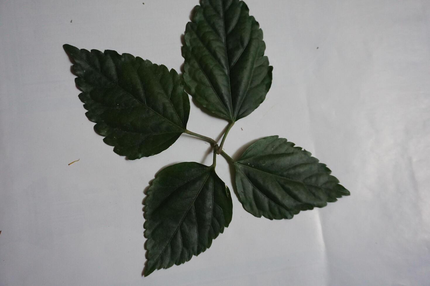 a leaf with leaves on it photo