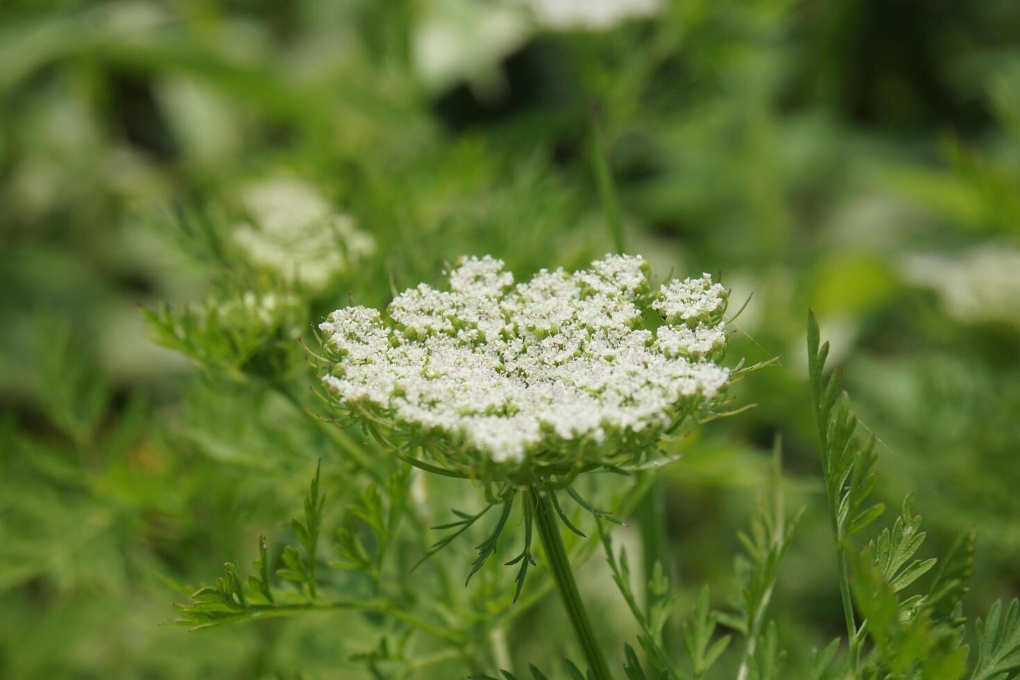 a close up of a white flower with green leaves photo