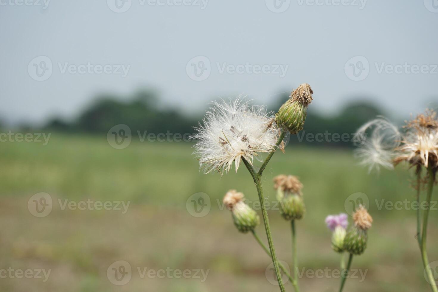 a field of wildflowers with a dandelion in the foreground photo