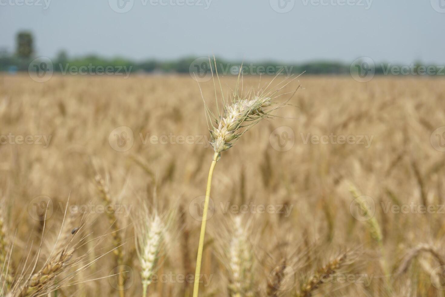 a field of wheat is shown in the distance photo