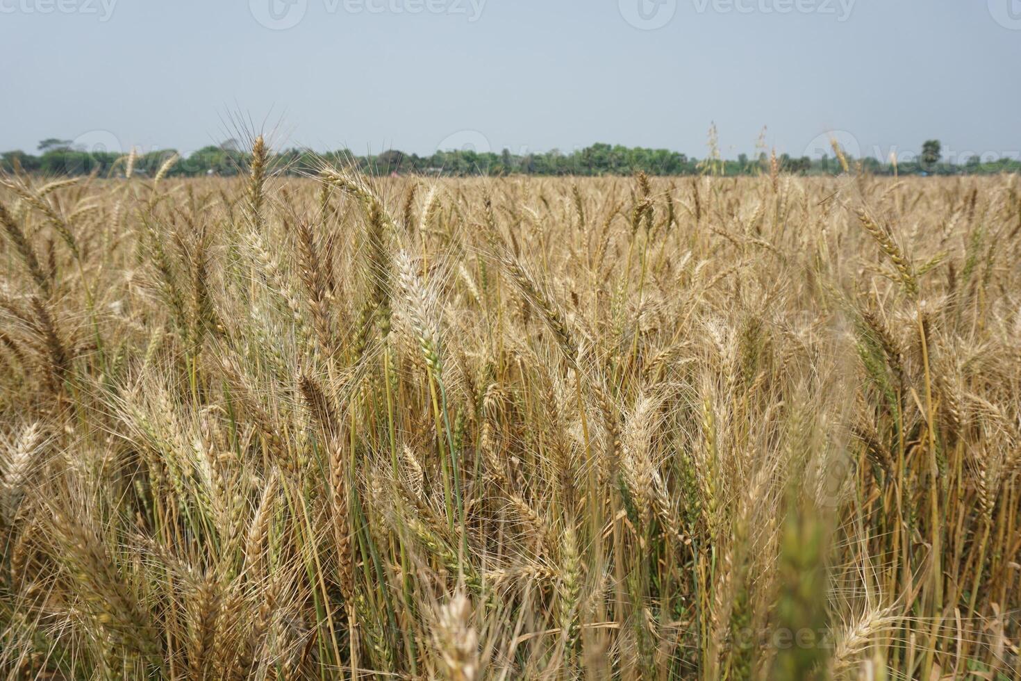 a field of wheat is shown in the distance photo
