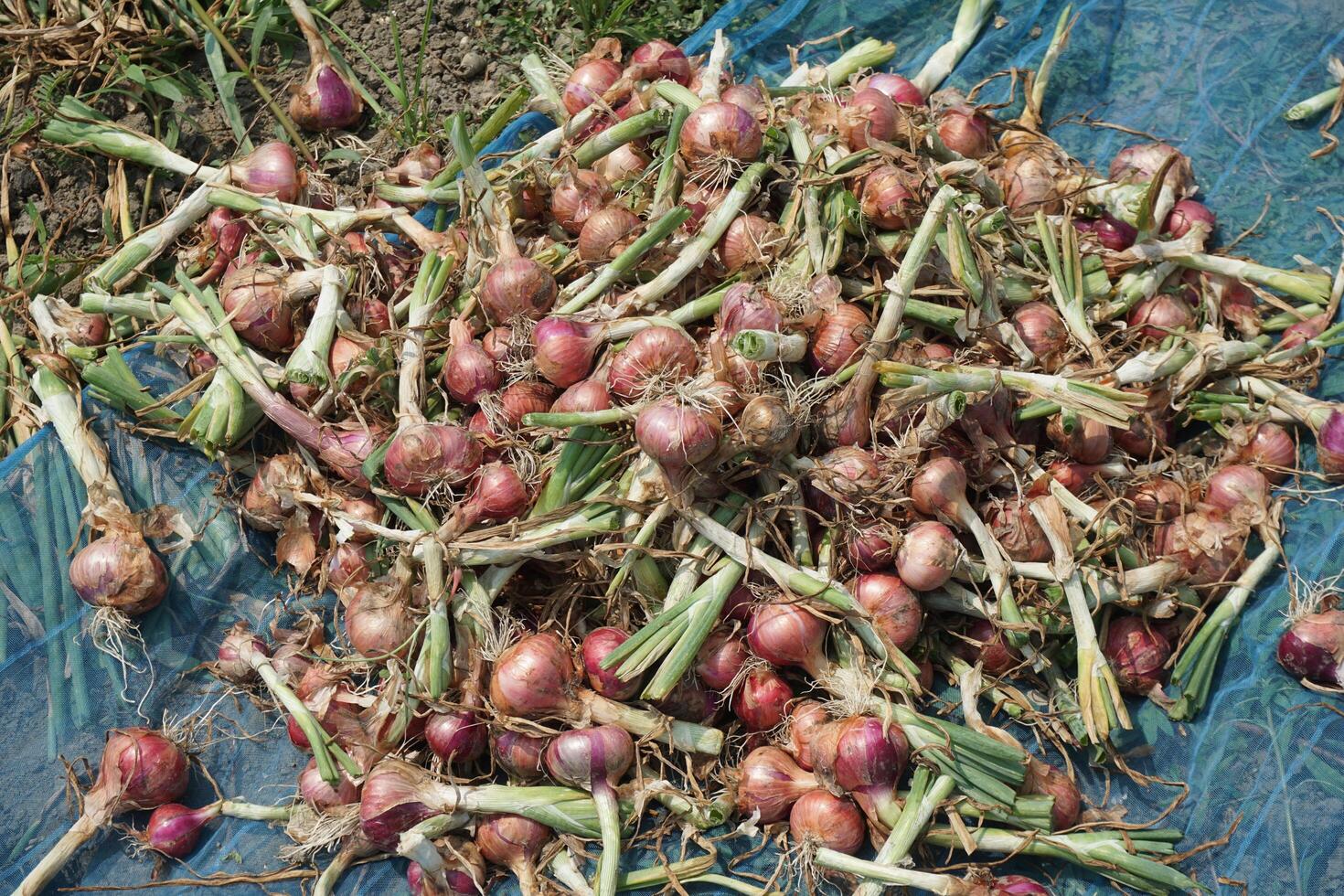 a field of onions with no leaves in the middle of the field photo