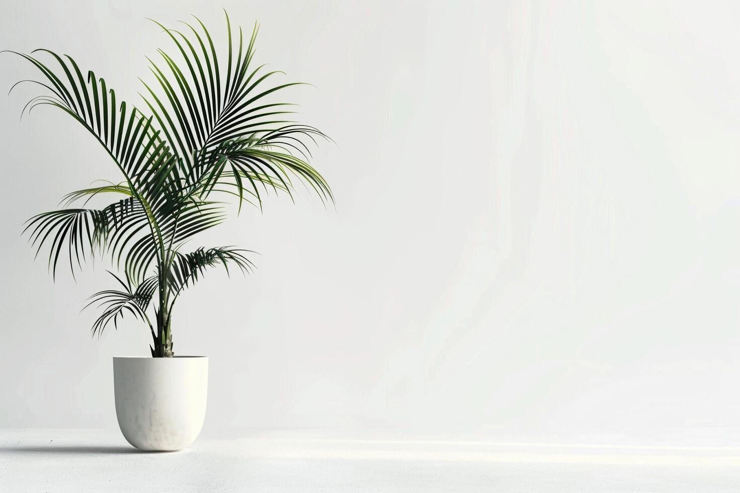 A palm tree in a pot looks beautiful against a clean white background. photo