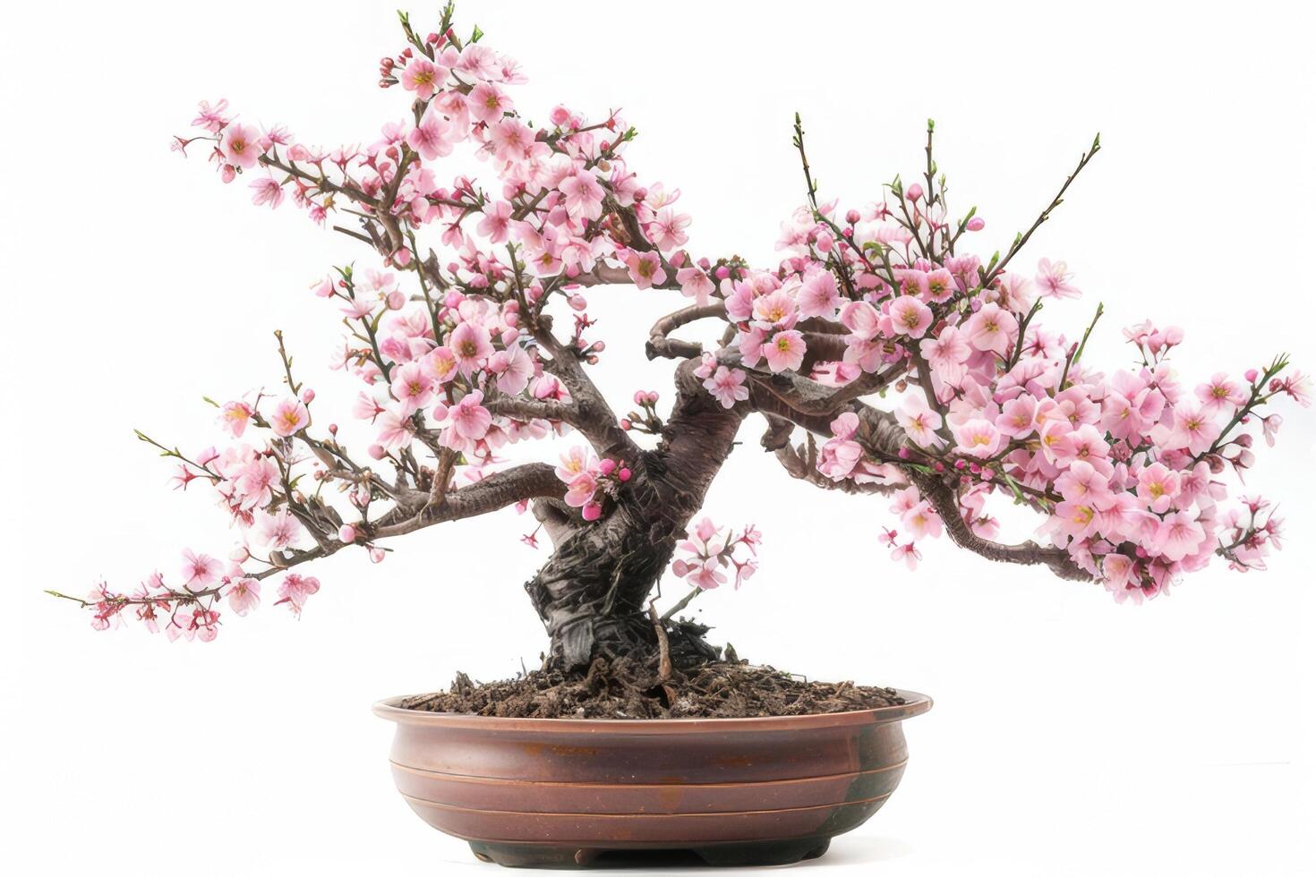 Mini cherry tree in a decorative pot It has delicate pink flowers. photo