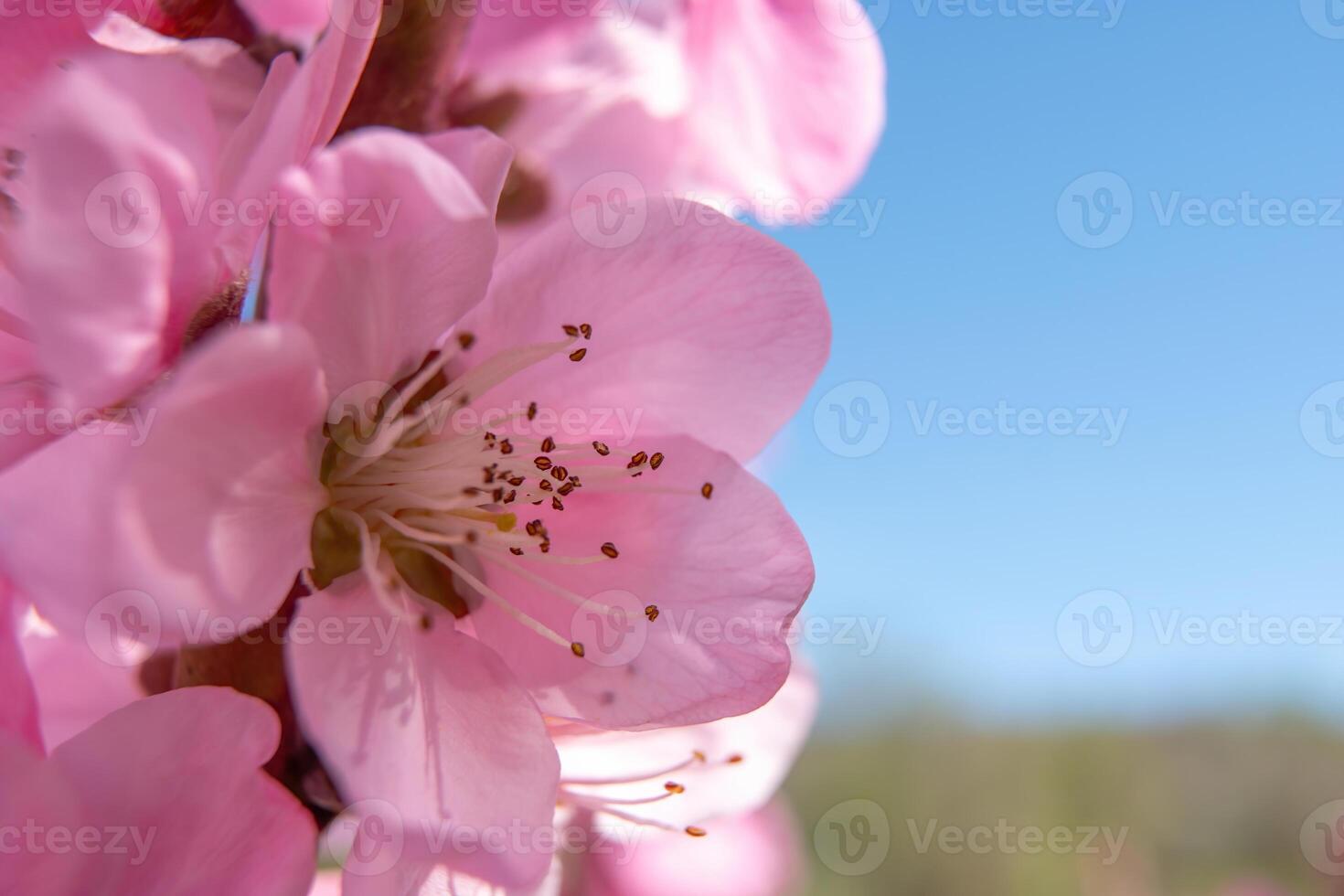 close up pink peach flower against a blue sky. The flower is the main focus of the image, and it is in full bloom. photo