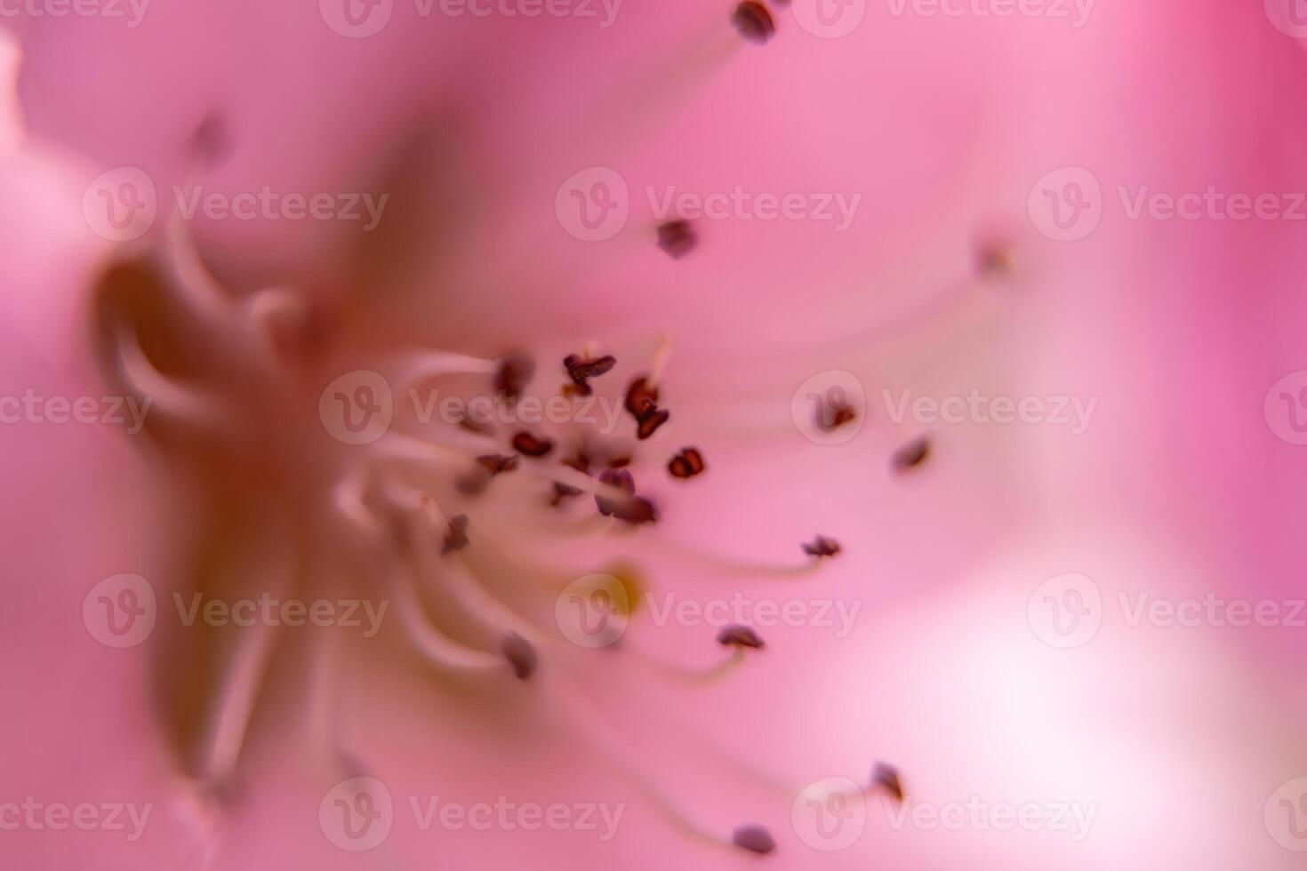 close up pink peach flower with a fuzzy, blurry background. The flower is the main focus of the image, and the background is intentionally blurred to draw attention to the flower. photo