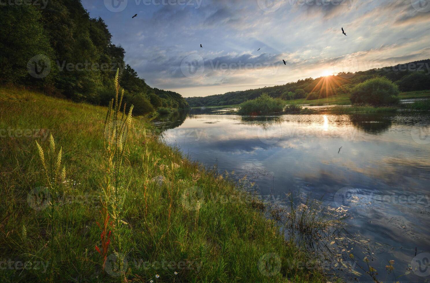 Ospreys searching for fish over the River photo