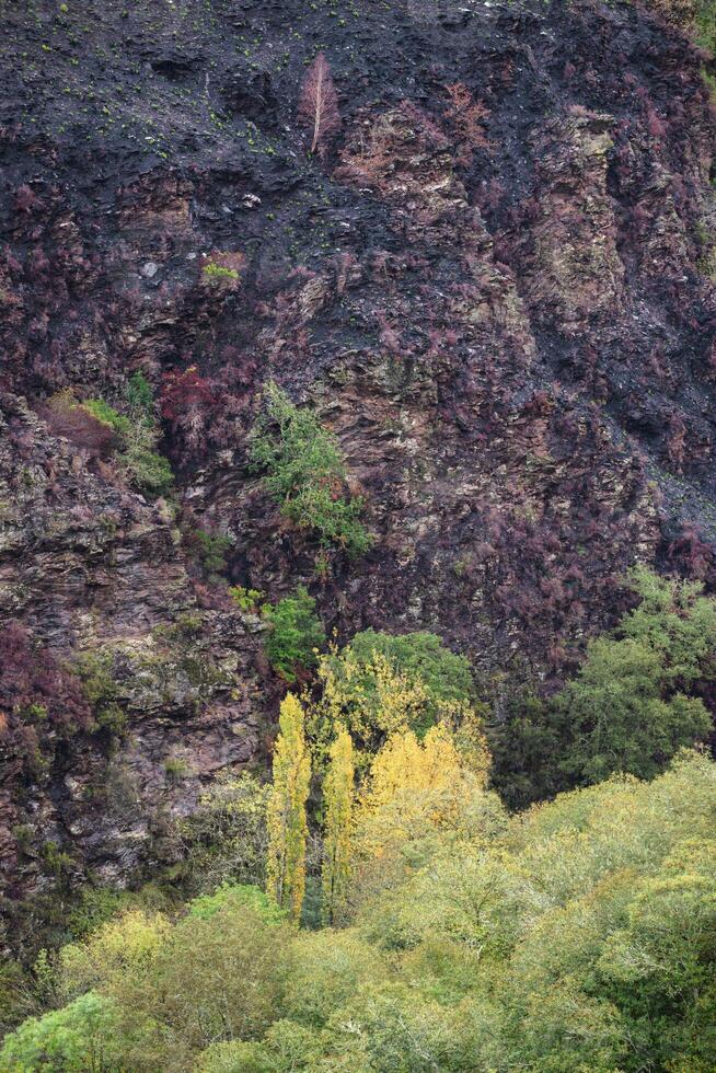 Fire ravaged hillside contrasts with native green deciduous forest photo