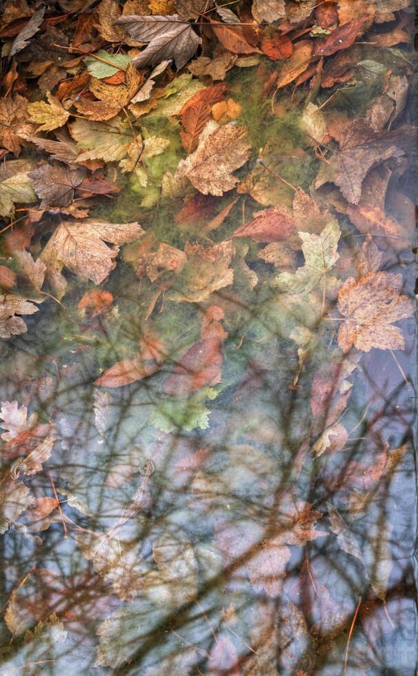 Background of Submerged maple leaves and tree reflections photo