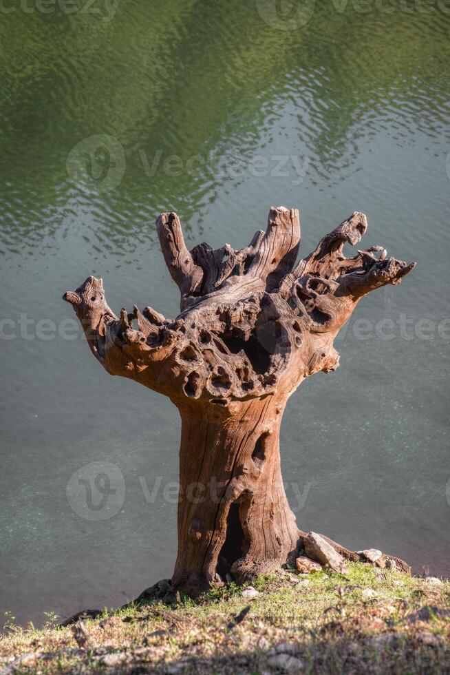 el maletero de un antiguo castaña árbol petrificado en el bancos de un reservorio foto