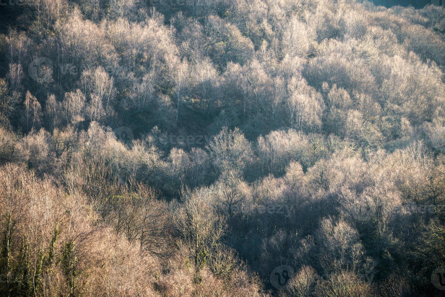 Small leafy buds shine in early spring in a forest photo