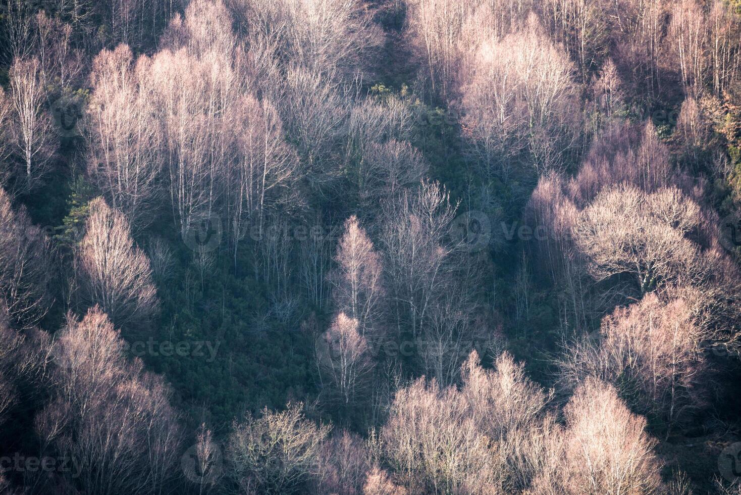 Ghostly tree figures of white winter birches illuminated by a weak sun photo