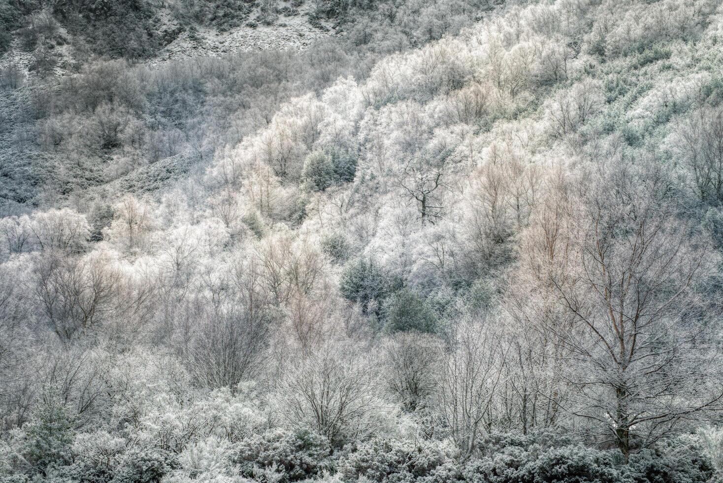 Frozen forest on a winter day in the mountains photo