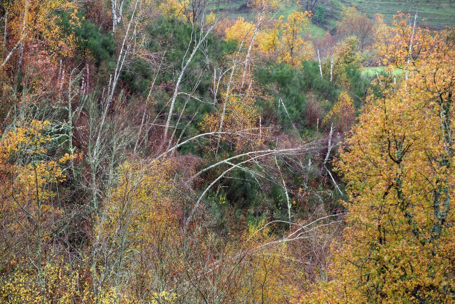 Leaning trunks of dead birch trees stand out among the renewed forest on a hillside photo