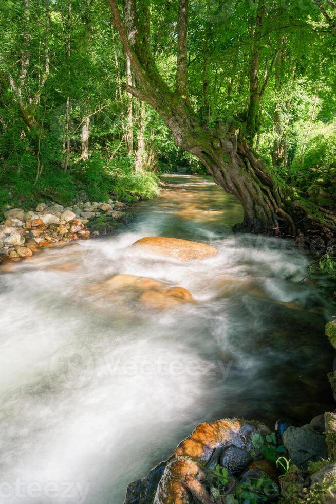 Gigantic old poplar in spring on the edge of a river photo