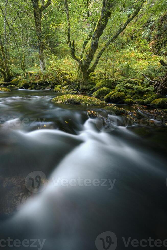 Ethereal and surreal atmosphere in the ancient mossy forests on the bank of a river photo