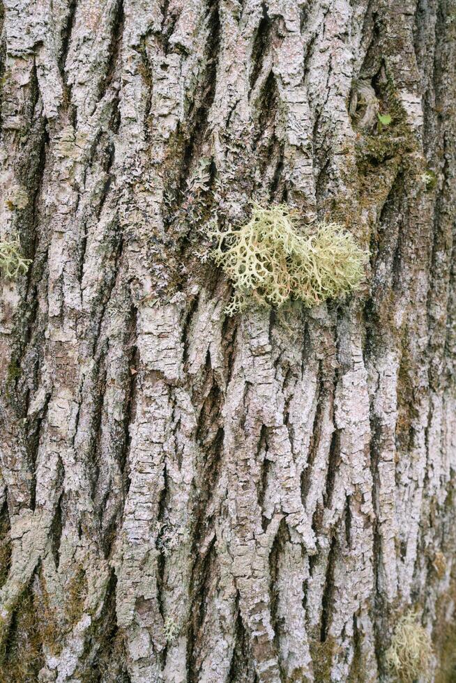 Background showing arboreal lichen on the rough bark of a chestnut tree photo