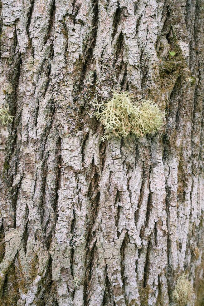 antecedentes demostración arbóreo liquen en el áspero ladrar de un castaña árbol foto