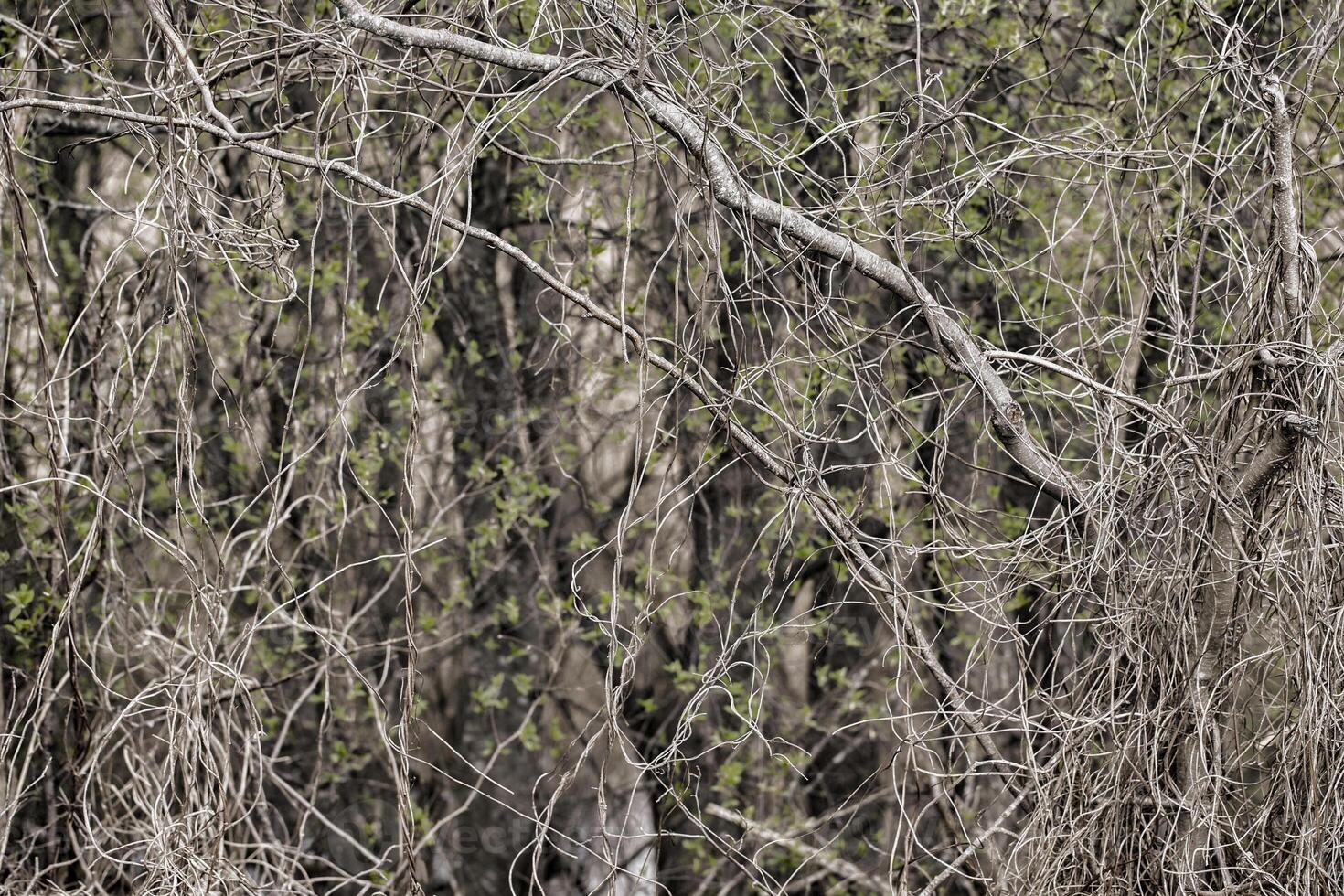 Gloomy forest background. Bare tree branches intertwined with each other. photo