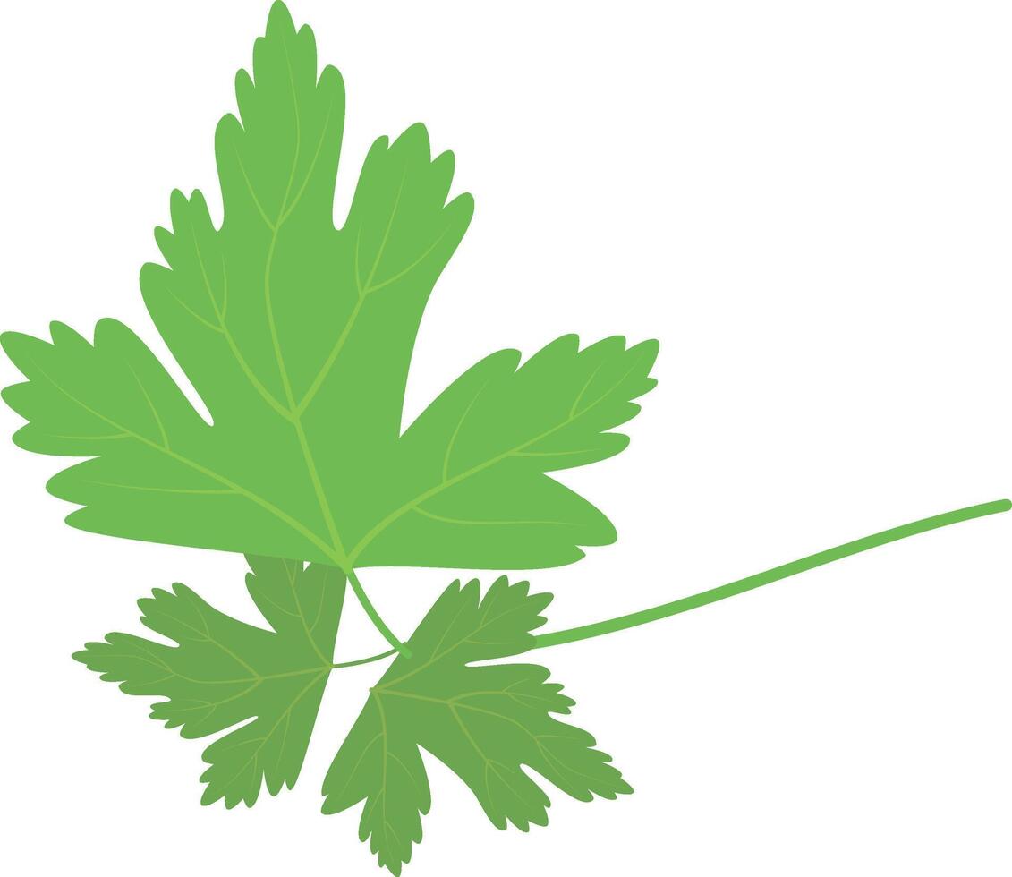 parsley illustration isolated in cartoon style. Herbs and Species Series vector