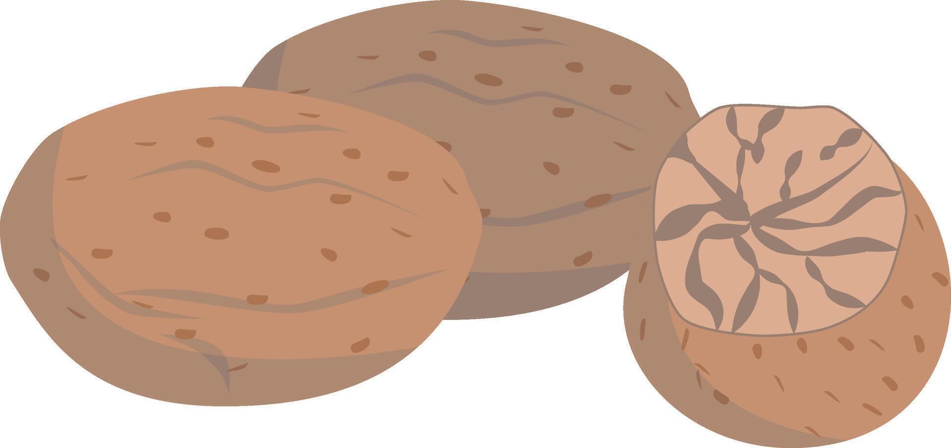 nutmeg illustration isolated in cartoon style. Herbs and Species Series vector