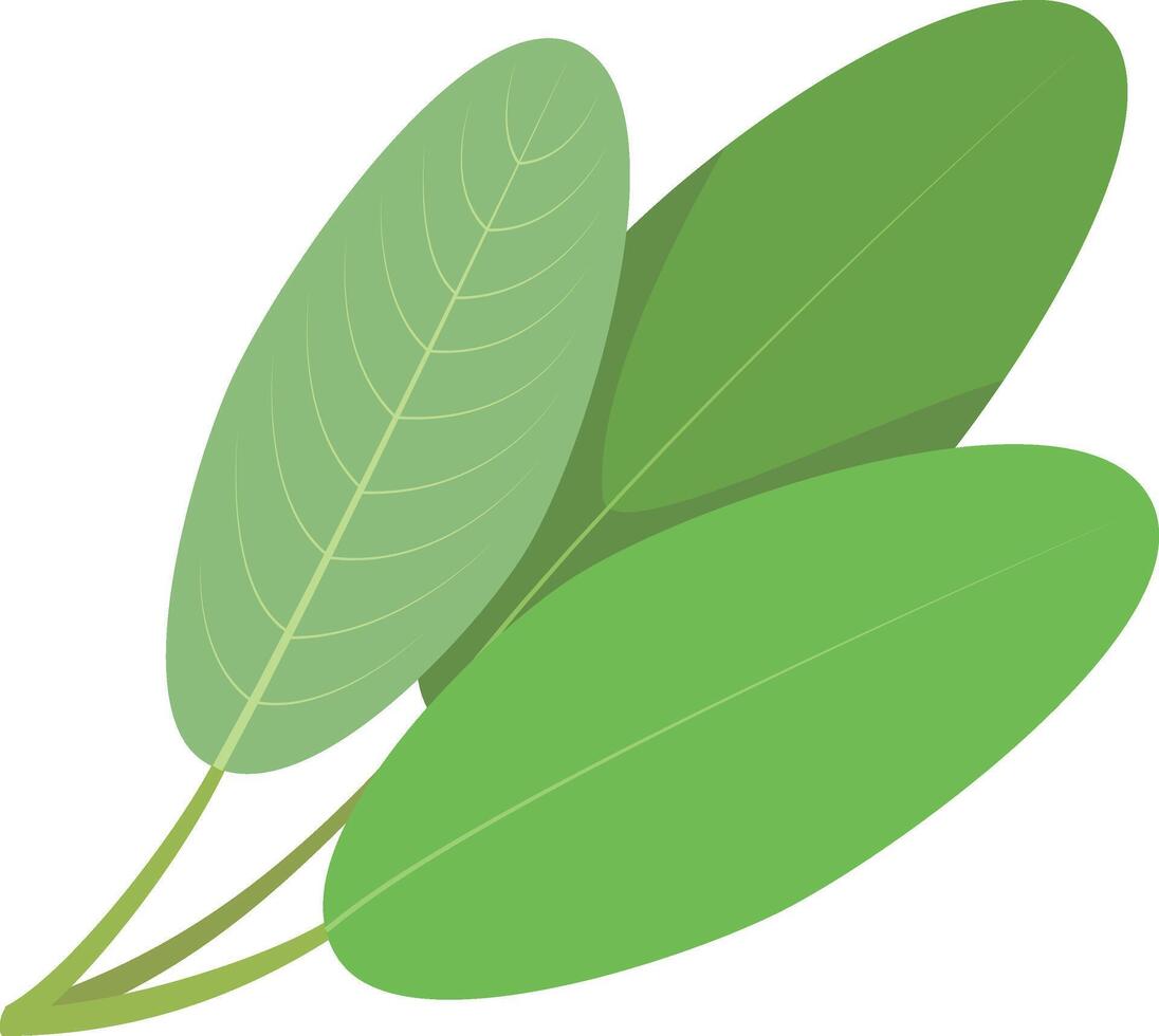 sage illustration isolated in cartoon style. Herbs and Species Series vector