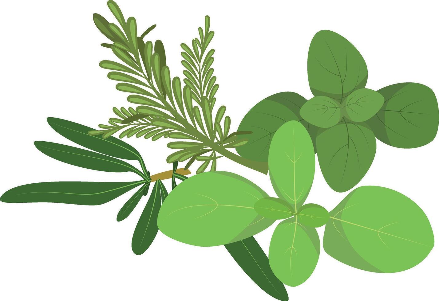 provencal herbs illustration isolated in cartoon style. Herbs and Species Series vector