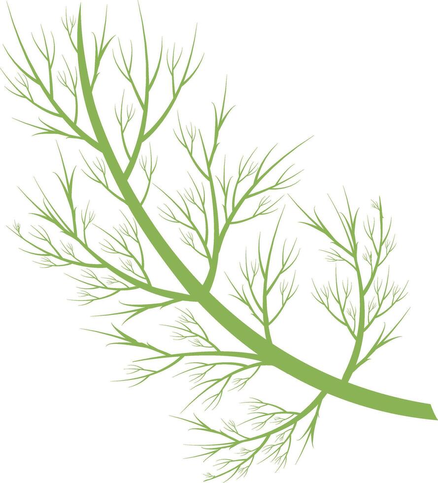 dill illustration isolated in cartoon style. Herbs and Species Series vector