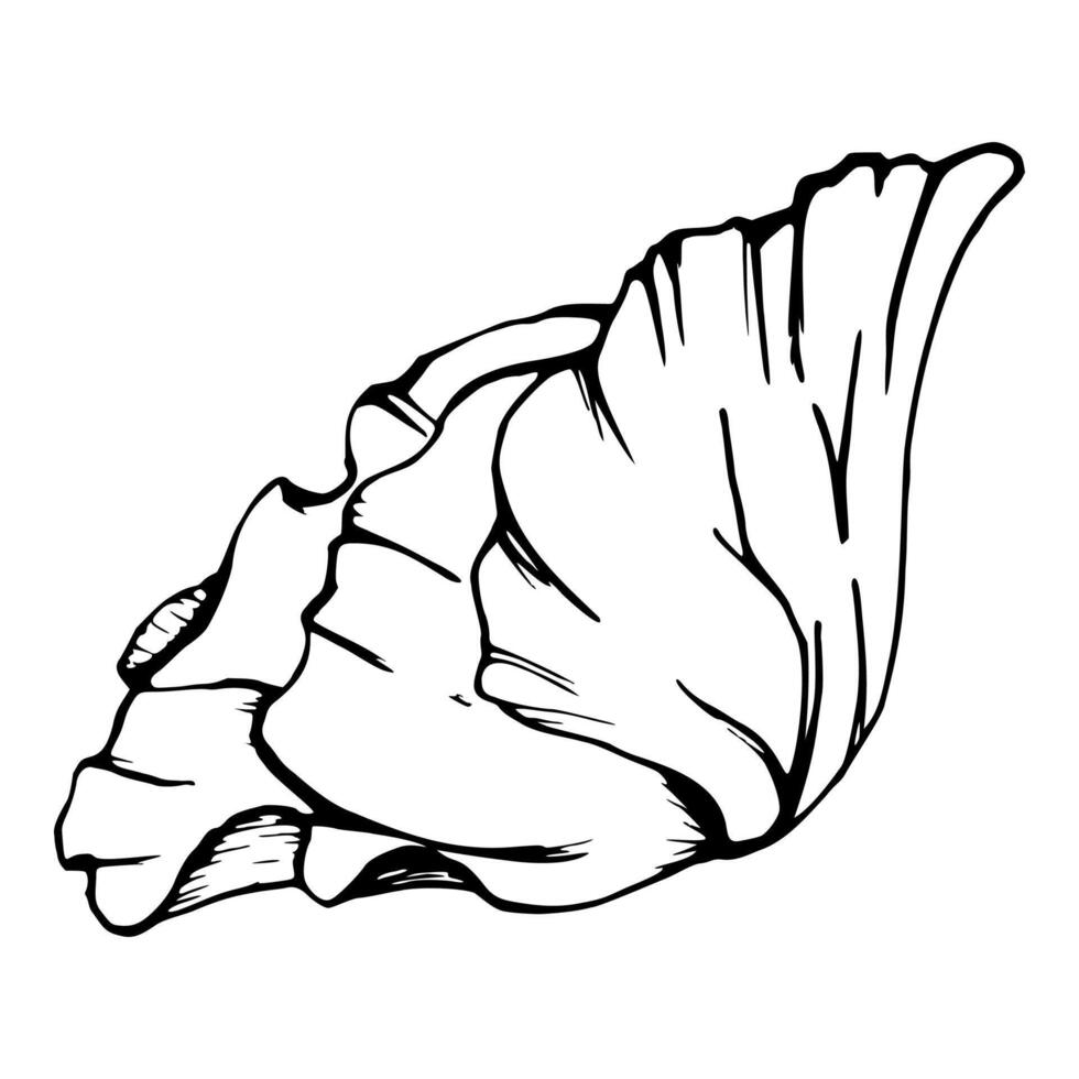 set of elements with hand drawn peony poppy flowers. Isolated on white background. Botanical graphic illustration. Design for invitations, wedding, love or greeting cards, paper, print, textile vector
