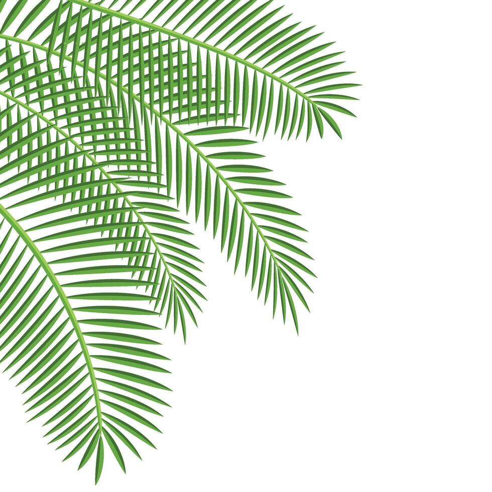 Palm Leaf Corner vector