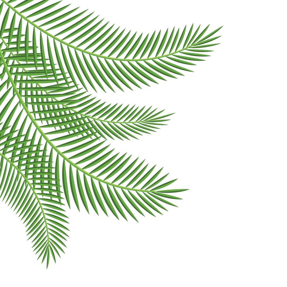 Palm Leaf Corner vector