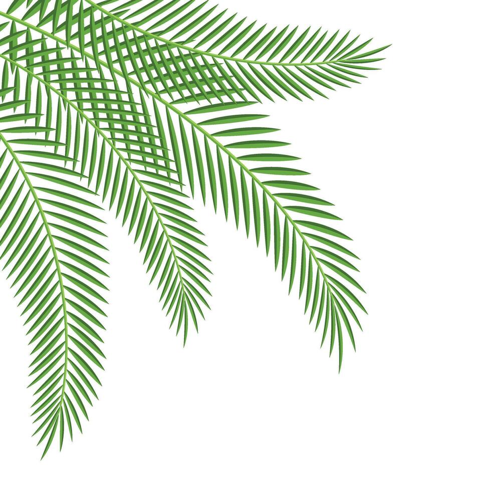 Palm Leaf Corner vector