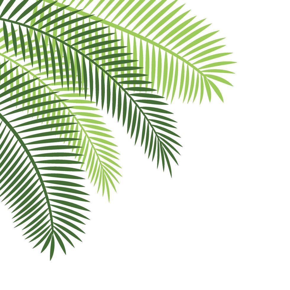 Palm Leaf Corner vector