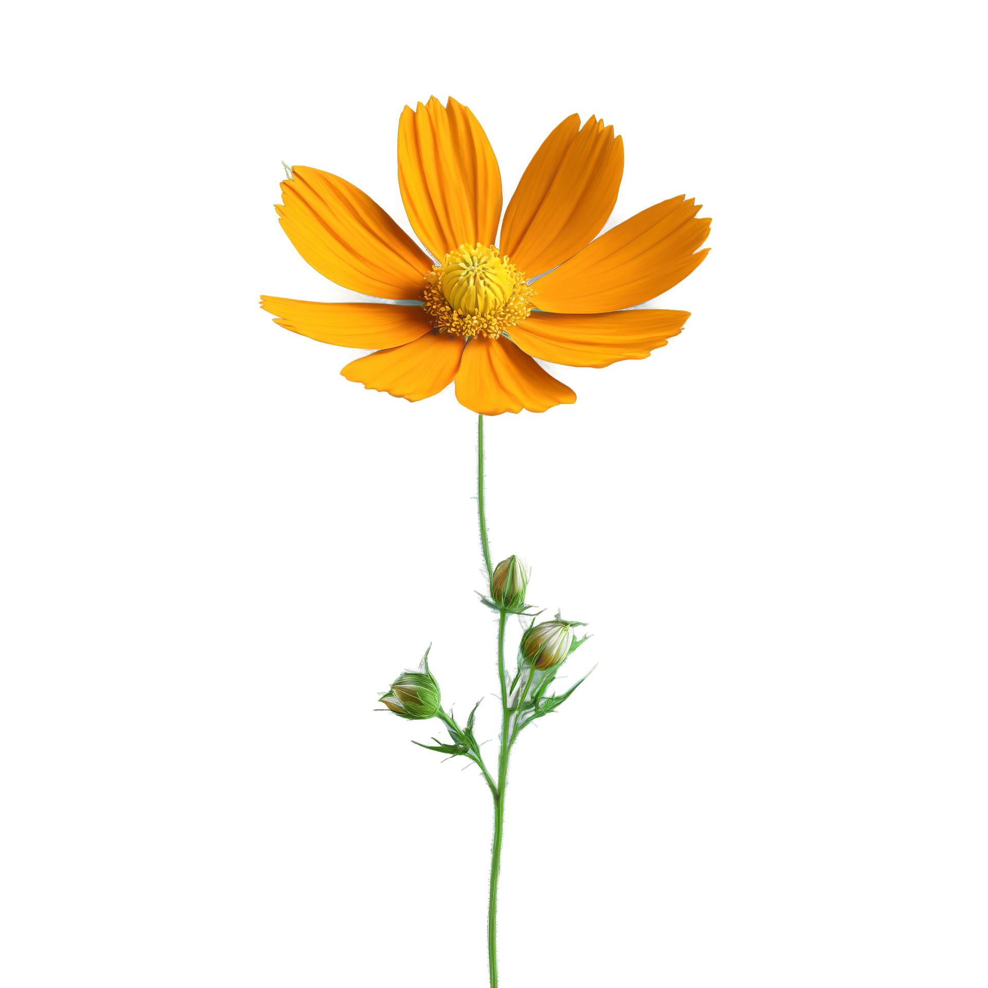 Orange cosmos daisy like flowers with thin petals yellow center Cosmos