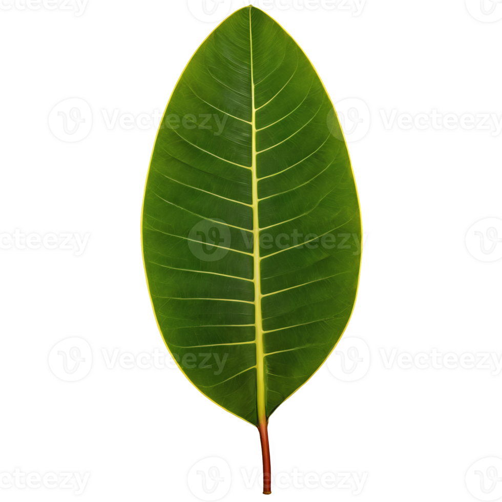 Rubber plant leaf large oval leaf with glossy dark green surface and prominent midrib Ficus png