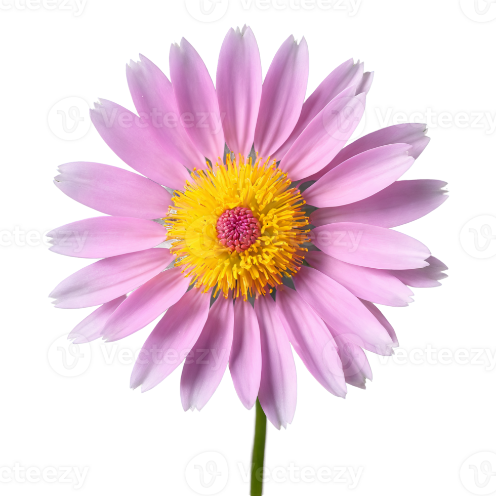 Pink aster thin petals radiating from yellow center slight curve at tips Symphyotrichum novae angliae png
